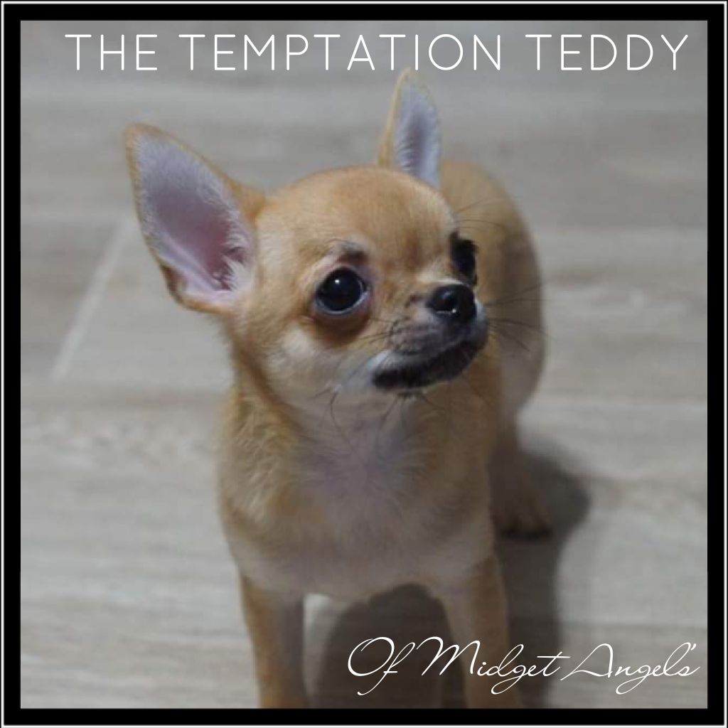 The temptation teddy Of Midget Angel's
