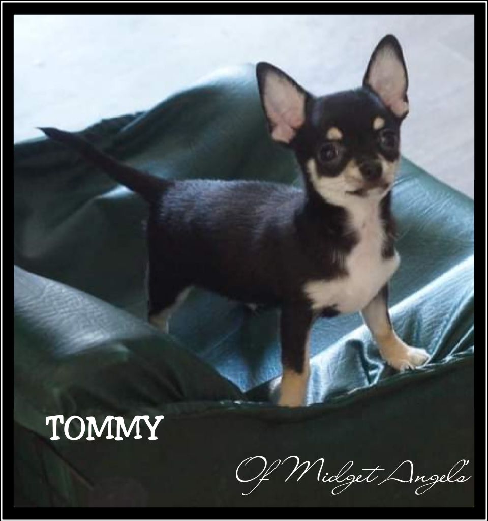 Of Midget Angel's - Chiot disponible  - Chihuahua