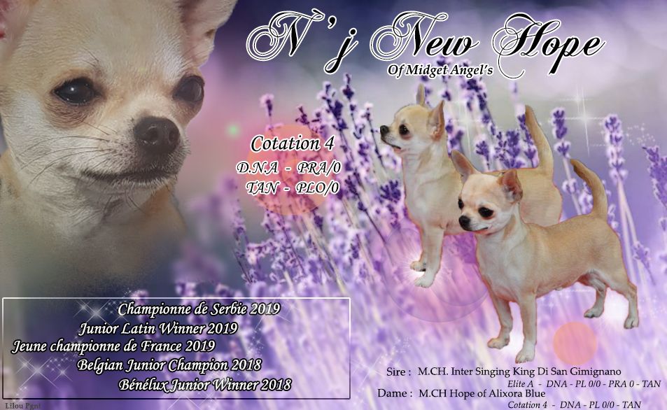 CH. Jch n'j new hope Of Midget Angel's