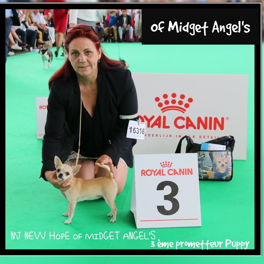 Of Midget Angel's - CHAMPIONNAT DU MONDE AMSTERDAM '18