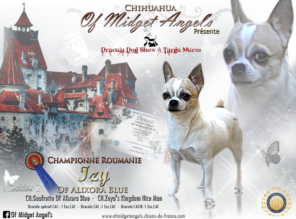 Of Midget Angel's - CH IZY Of AB
