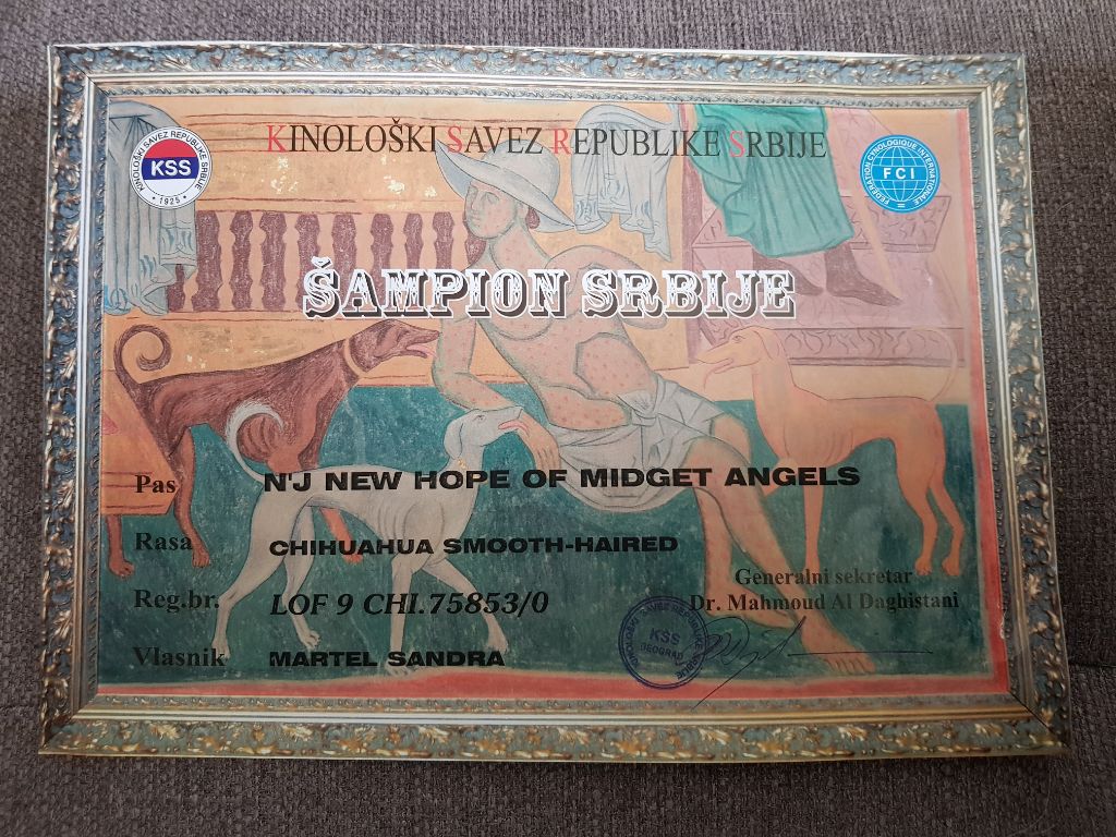 Of Midget Angel's - CHAMPIONNE DE SERBIE '19
